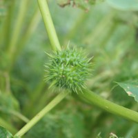 Datura stramonium L.